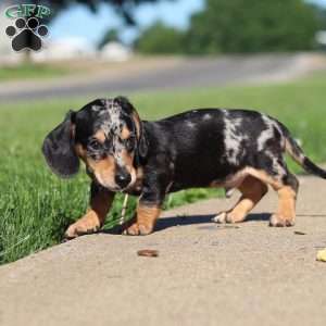 Barney, Dachshund Puppy